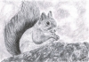 Red Squirrel Print