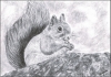 Red Squirrel Print