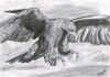 Golden Eagle in flight