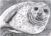 Ocean Seal Pup