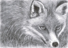 Red Fox