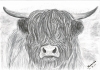 Highland Cow
