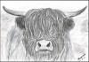 Highland cow print