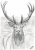 Red Deer Stag