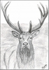 Red deer stag print