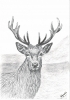 Red Deer Stag