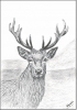 Red deer stag print