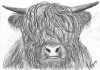 Highland Cow