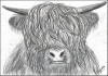 Highland cow print