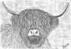 Highland Cow