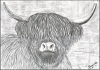 Highland cow print