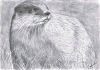 Otter
