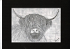 Highland Cow