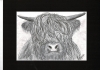 Highland Cow
