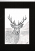 Red Deer Stag