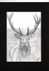 Red Deer Stag