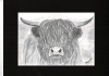 Highland Cow
