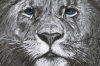 Lion King print