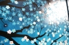 Cherry Blossom 4.