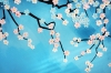 Cherry Blossom 4.
