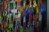 Colourful Woods Trees 681