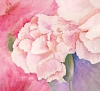Dianthus