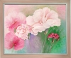 Dianthus
