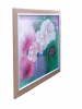 Dianthus