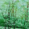 Forest Breathing, Shimmering Waters