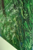 Forest Breathing, Shimmering Waters