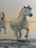 Galloping through the surf