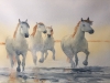 Galloping through the surf