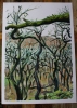 Dartmoor Trees