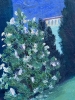 „Cypress dreams“ 