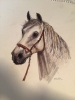 Horse head