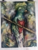 Quetzal bird