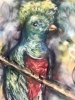 Quetzal bird
