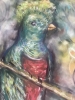Quetzal bird