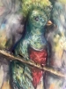 Quetzal bird