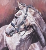 Looking Back - Grey Horse