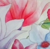 Magnolias