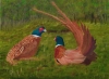 Pheasant Face Off 