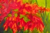 Red Acer in the Sunshine