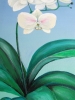 Snowy orchid