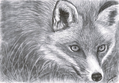 Red Fox