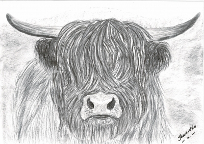 Highland Cow