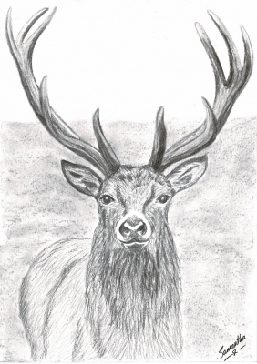 Red Deer Stag