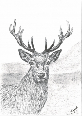 Red Deer Stag
