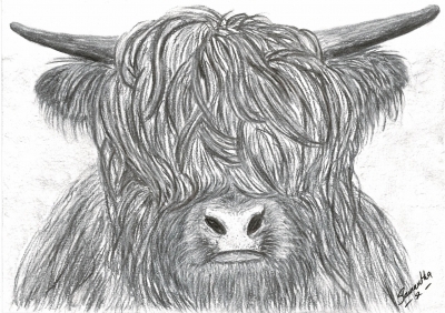 Highland Cow