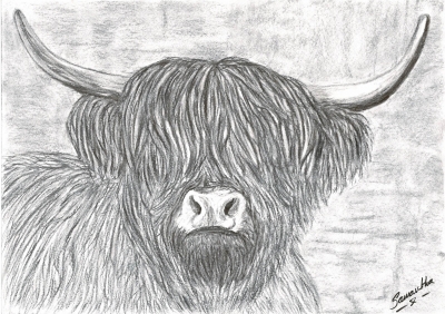 Highland Cow